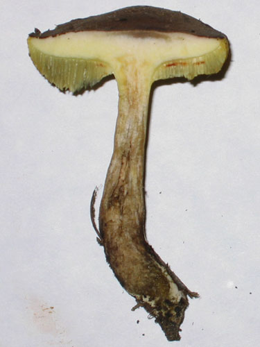 Xerocomus porosporus Xerocomus porosporus