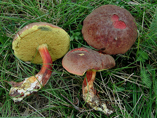 Xerocomus pruinatus Xerocomus pruinatus