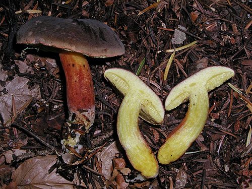 Xerocomus pruinatus Xerocomus pruinatus
