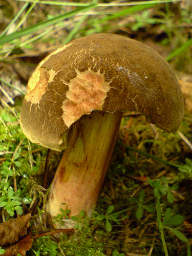 Xerocomus pruinatus Xerocomus pruinatus