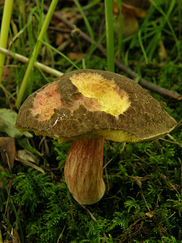 Xerocomus pruinatus Xerocomus pruinatus