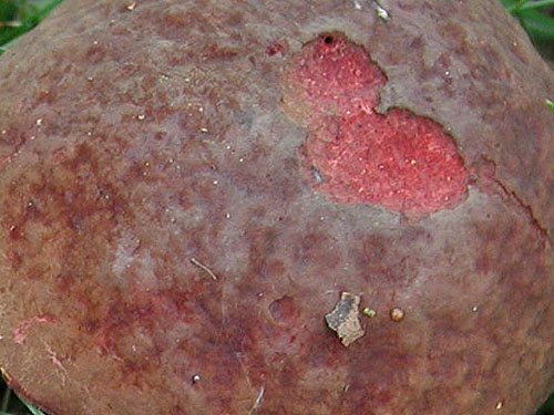 Xerocomus pruinatus Xerocomus pruinatus