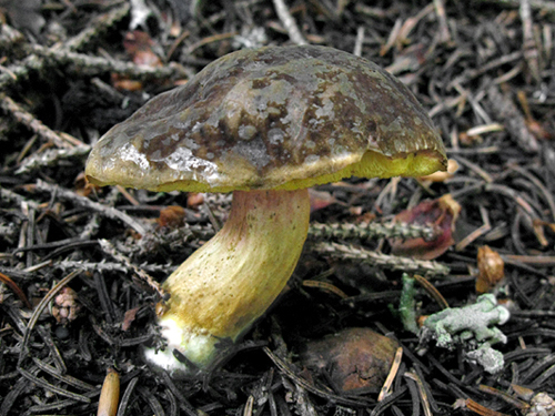 Xerocomus pruinatus Xerocomus pruinatus