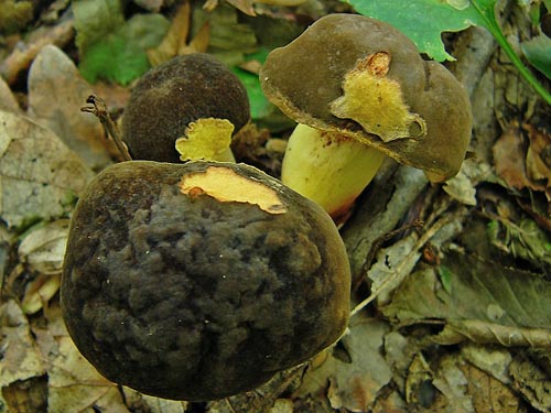 Xerocomus pruinatus Xerocomus pruinatus