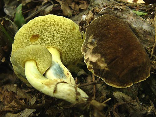 Xerocomus pruinatus Xerocomus pruinatus
