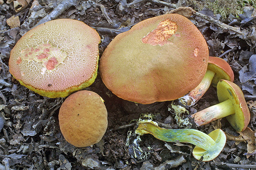 Xerocomus ripariellus Xerocomus ripariellus