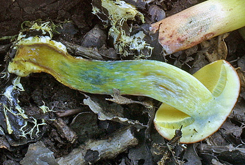 Xerocomus ripariellus Xerocomus ripariellus