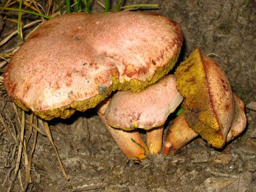 Xerocomus roseoalbidus