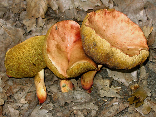 Xerocomus roseoalbidus