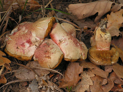 Xerocomus roseoalbidus
