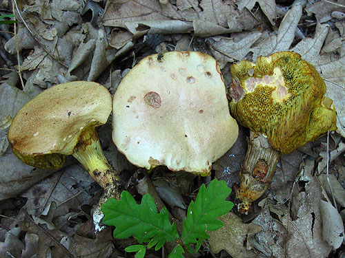 Xerocomus roseoalbidus
