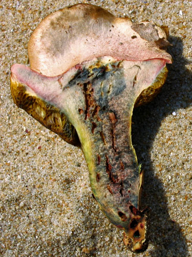Xerocomus roseoalbidus