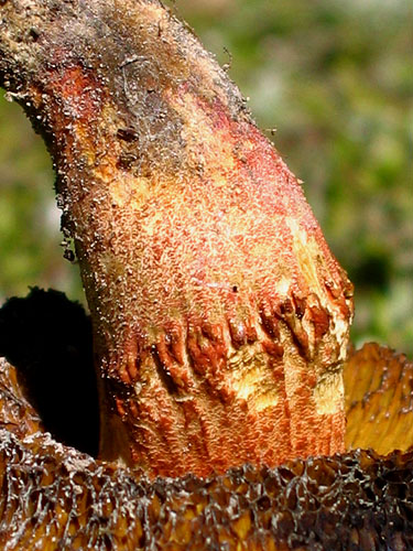 Xerocomus roseoalbidus