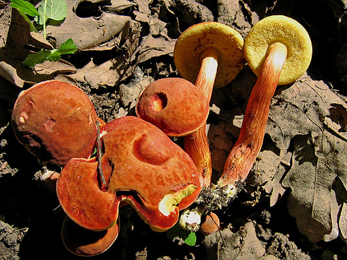 Xerocomus rubellus