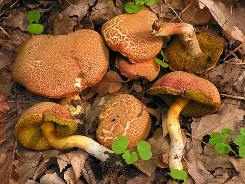 Xerocomus rubellus