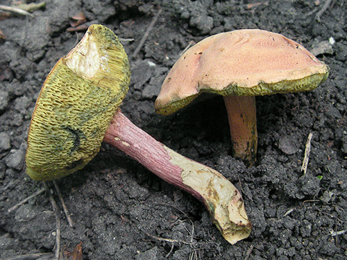 Xerocomus rubellus