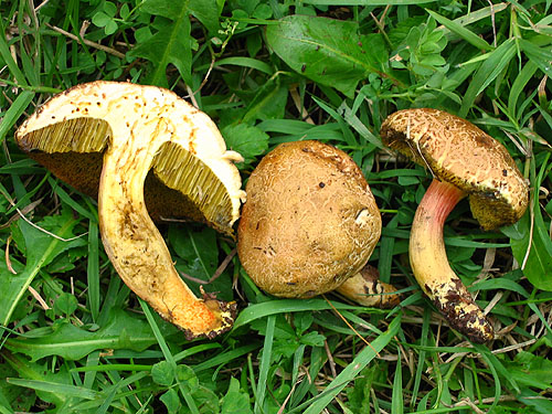 Xerocomus rubellus