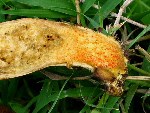 Xerocomus rubellus