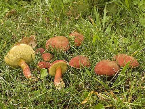 Xerocomus rubellus