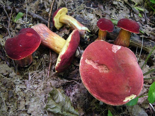 Xerocomus rubellus