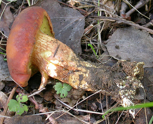 Xerocomus silwoodensis Xerocomus silwoodensis