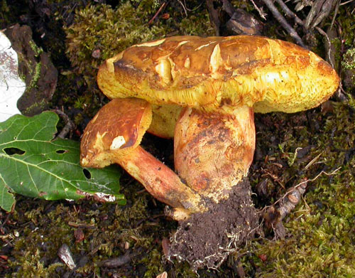 Xerocomus silwoodensis Xerocomus silwoodensis