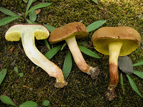 Xerocomus subtomentosus Xerocomus subtomentosus