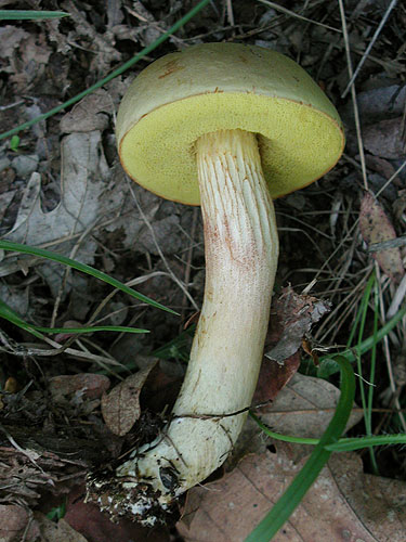 Xerocomus subtomentosus Xerocomus subtomentosus