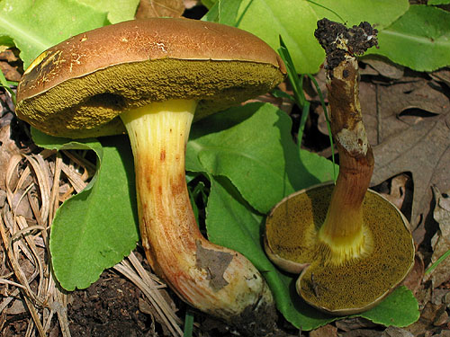 Xerocomus subtomentosus Xerocomus subtomentosus