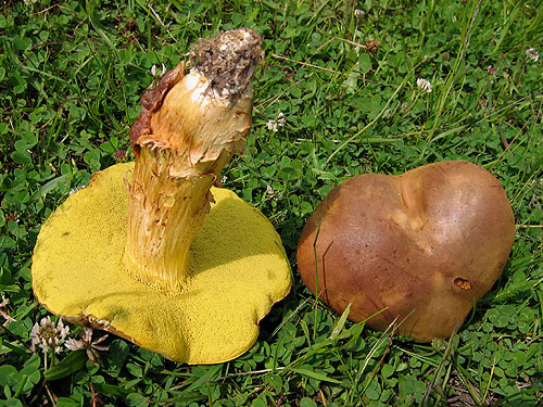 Xerocomus subtomentosus Xerocomus subtomentosus