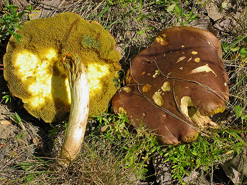 Xerocomus subtomentosus Xerocomus subtomentosus