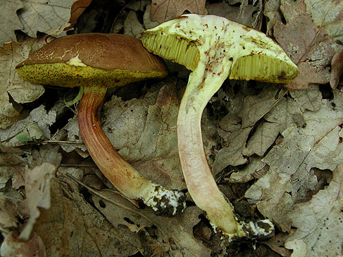 Xerocomus subtomentosus Xerocomus subtomentosus