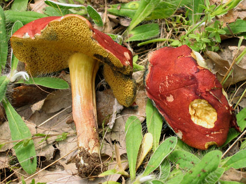 Xerocomus subtomentosus Xerocomus subtomentosus