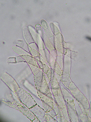Xerocomus communis Xerocomus communis