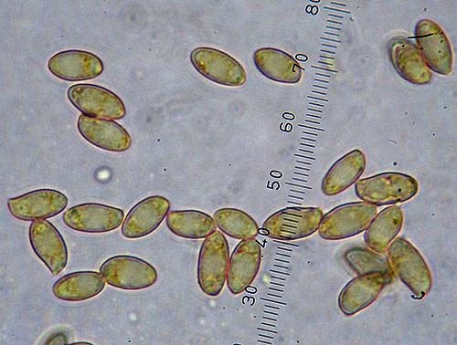 Xerocomus moravicus