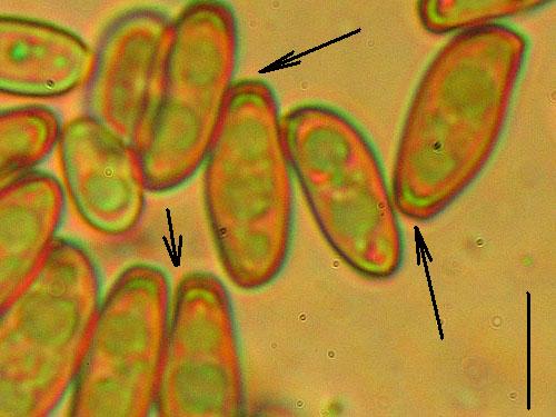 Xerocomus porosporus Xerocomus porosporus