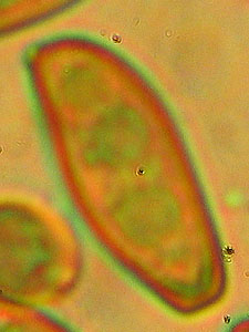 Xerocomus porosporus Xerocomus porosporus