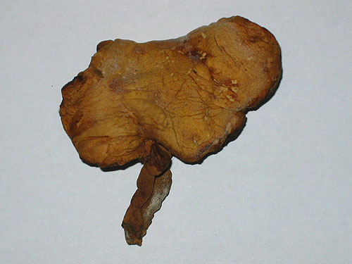 Dried specimen Dried specimen