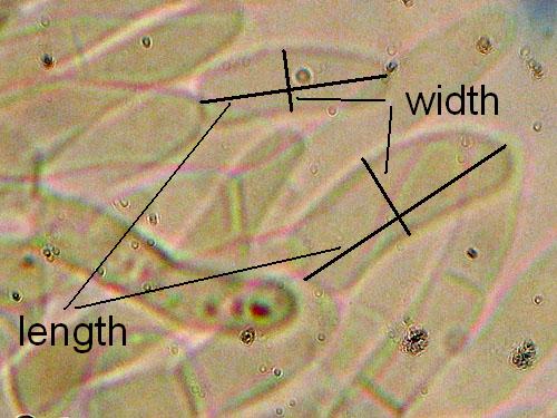 Measuring end cells Measuring end cells