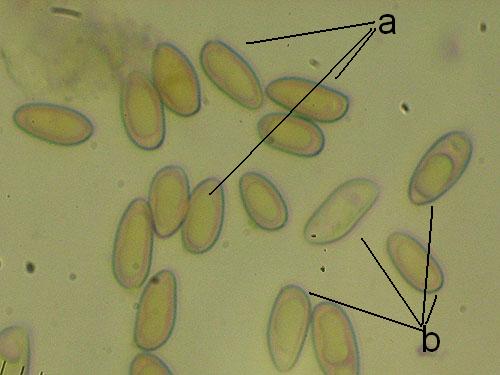 Measuring spores Measuring spores