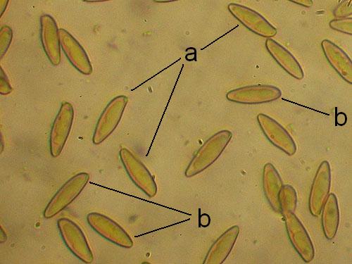 Measuring spores Measuring spores