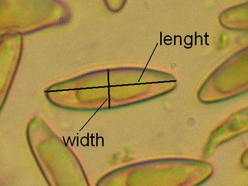 Measuring spores