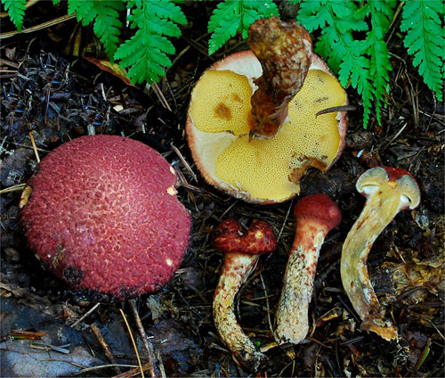 Boletinus pictus Boletinus pictus