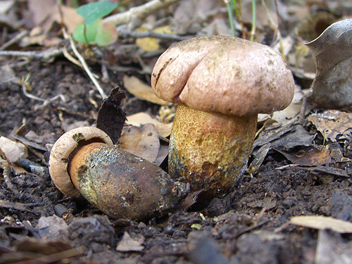 Boletus comptus Boletus comptus