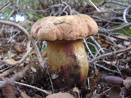 Boletus comptus Boletus comptus