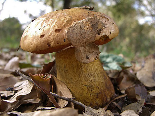 Boletus comptus Boletus comptus