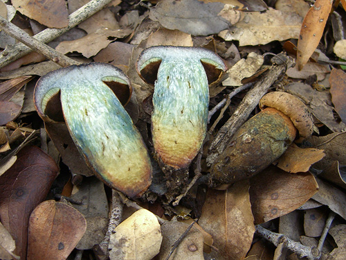 Boletus comptus Boletus comptus
