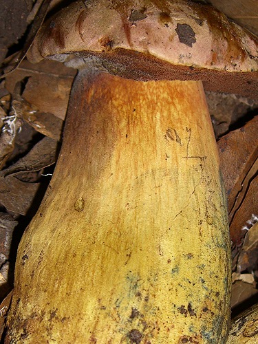Boletus comptus Boletus comptus