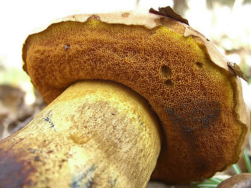 Boletus comptus Boletus comptus