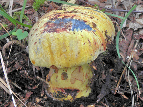 Boletus xanthocyaneus